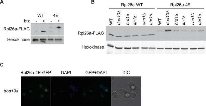 Figure 4—figure supplement 1.