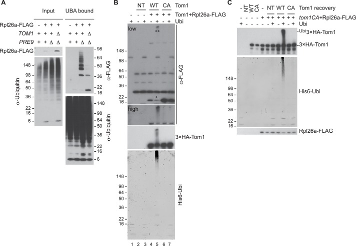 Figure 1—figure supplement 3.