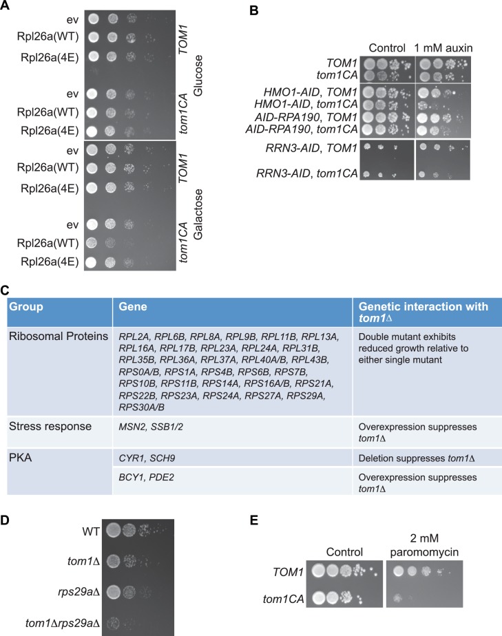 Figure 6—figure supplement 1.