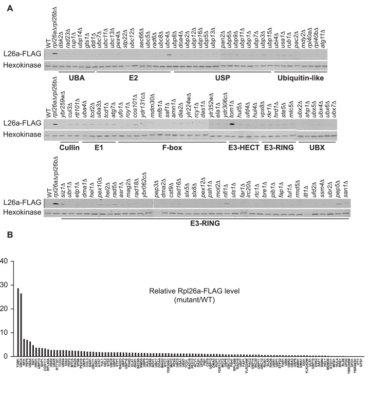 Figure 1—figure supplement 1.