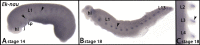 Fig. 10