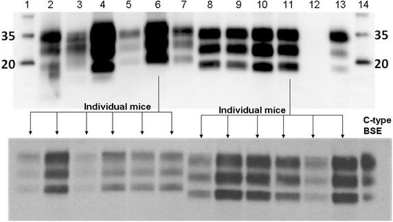 Fig. 7