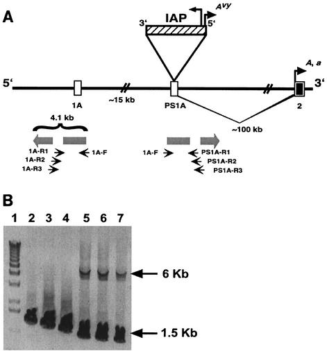 FIG. 1.