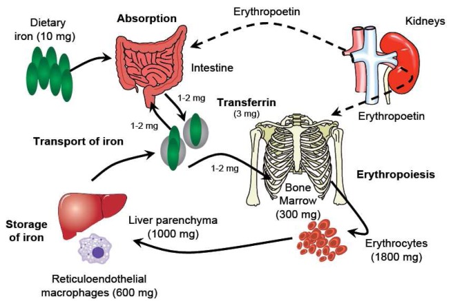 Figure 1.