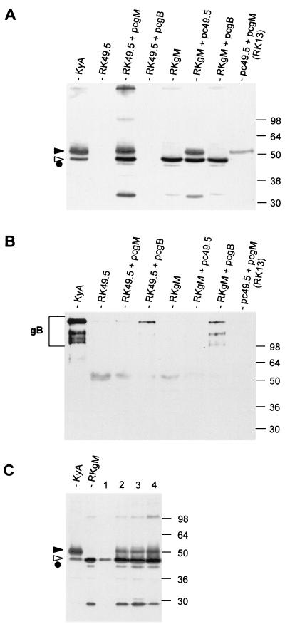 FIG. 2.