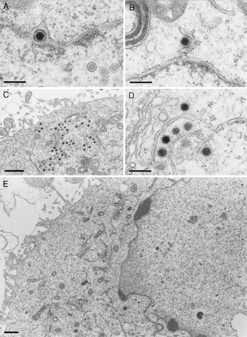 FIG. 7.