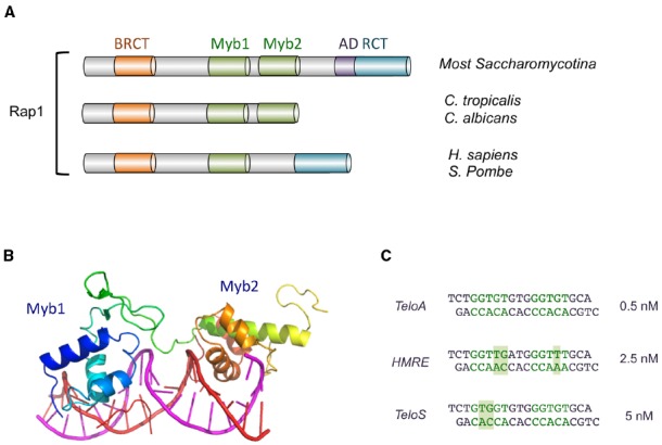 FIGURE 2