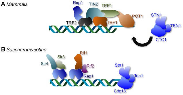 FIGURE 1