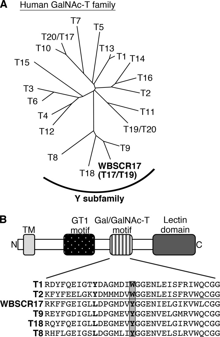 FIGURE 1.