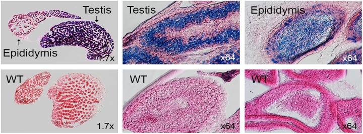 Fig 12