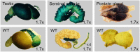 Fig 11