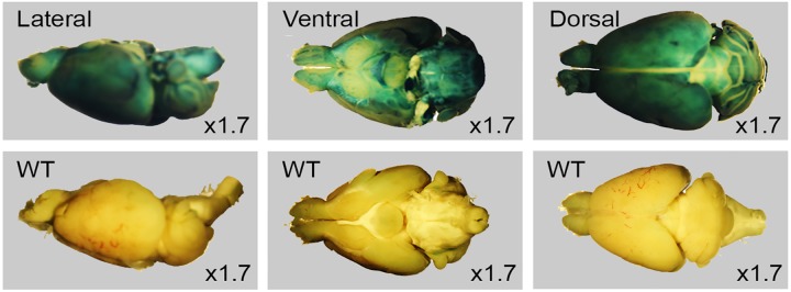 Fig 3