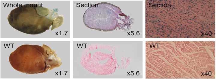 Fig 10