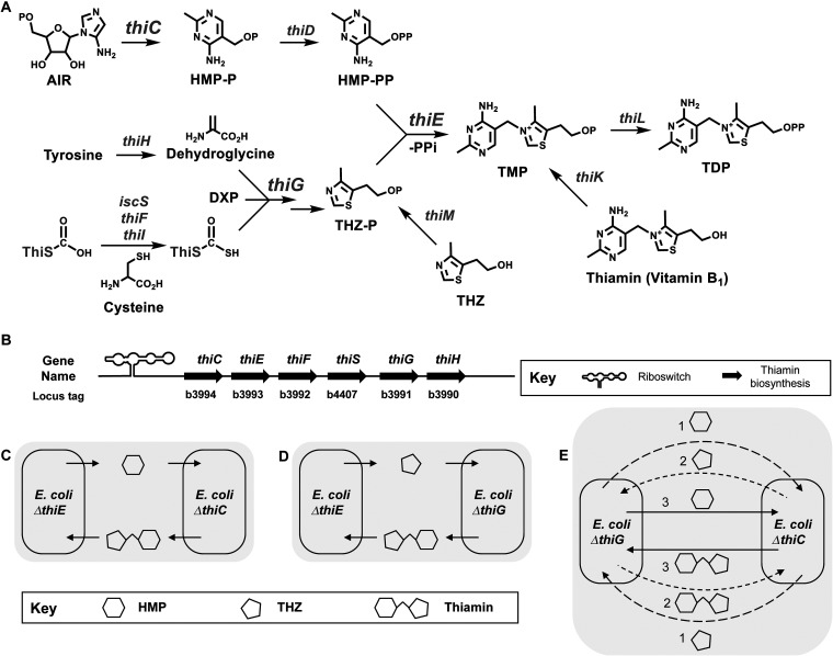 FIG 1