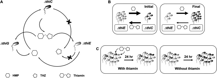 FIG 7