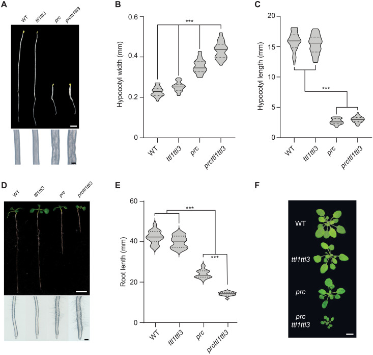 Fig. 7.