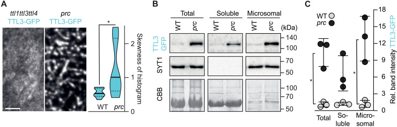 Fig. 8.