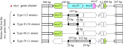 FIG. 3.—