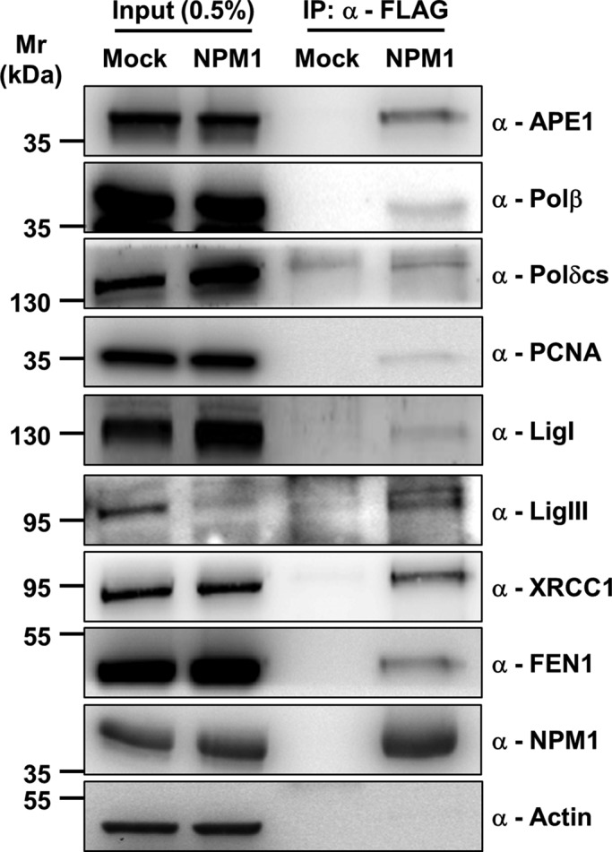 FIGURE 5: