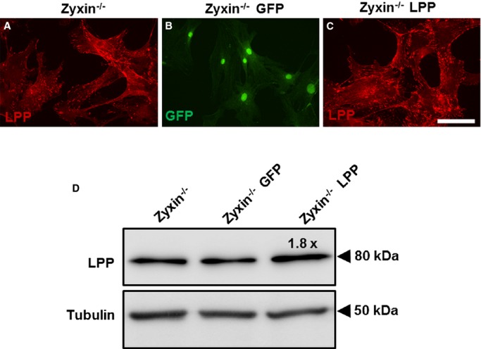 Figure 21