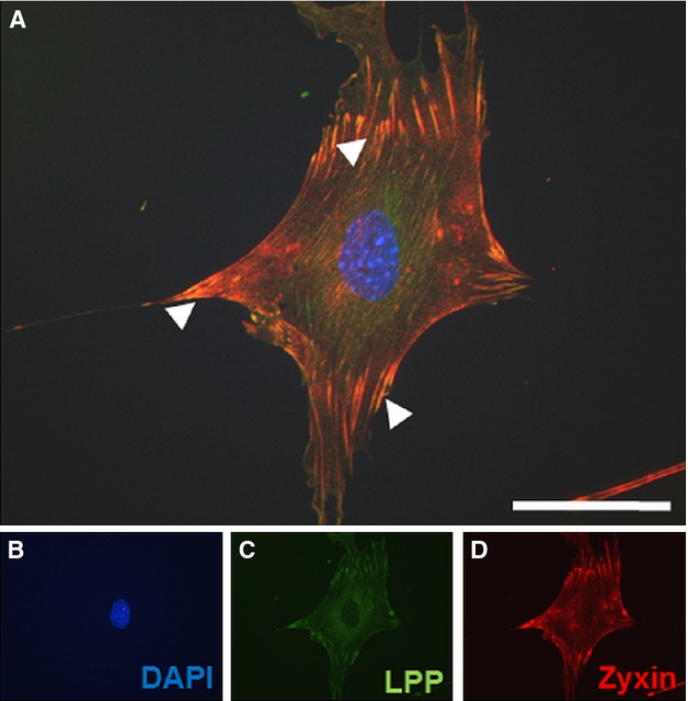 Figure 20