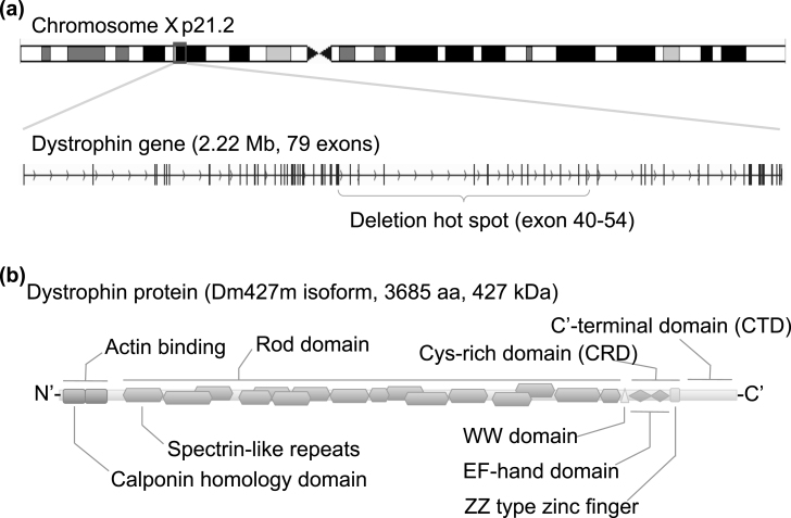 Fig.1