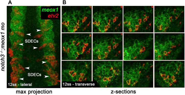 Figure 5—figure supplement 1.