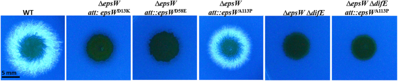 Figure 5