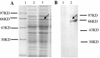 Fig. 4