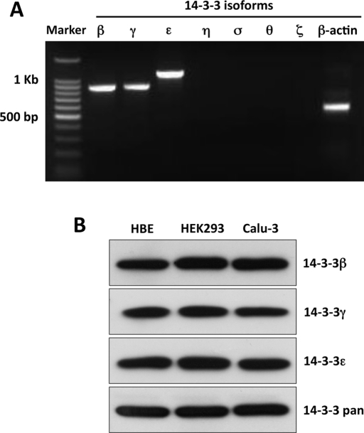 FIGURE 2: