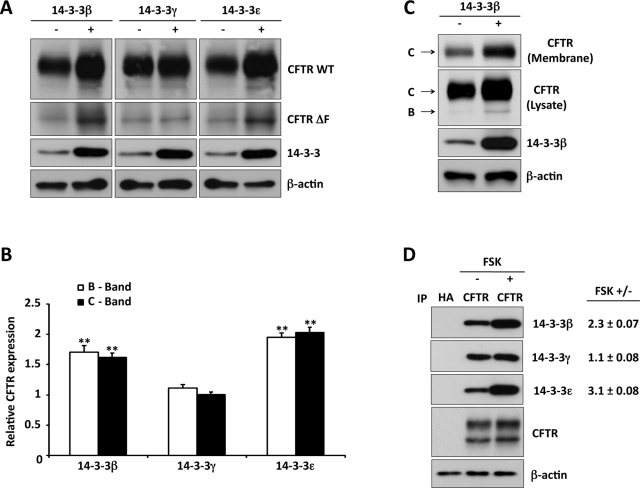 FIGURE 4: