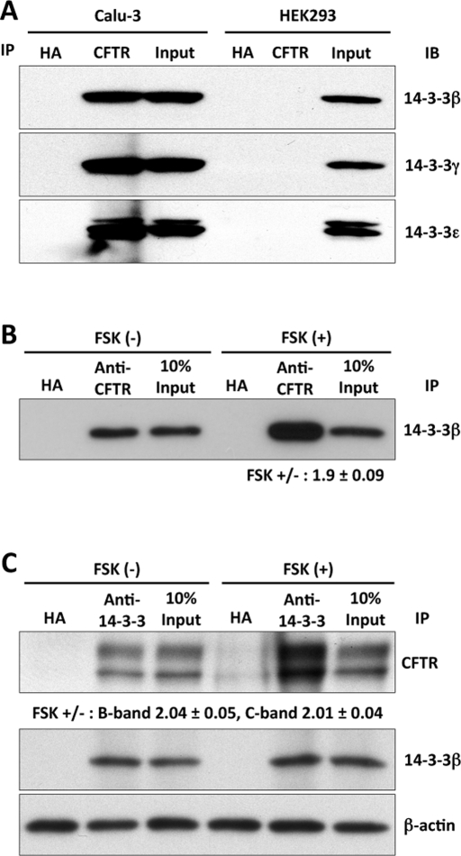 FIGURE 3: