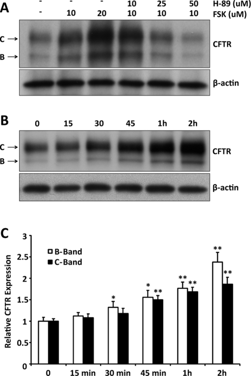 FIGURE 1: