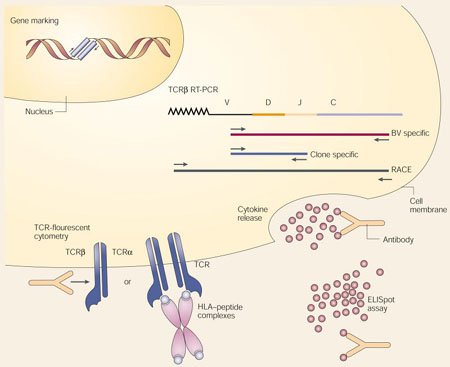 Box 2 | Assessing T-cell persistence after transfer