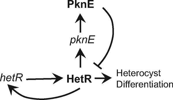 Fig. 9.