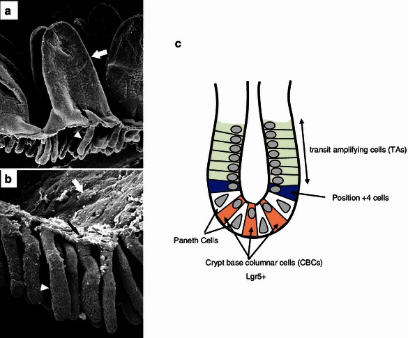 Fig. 7