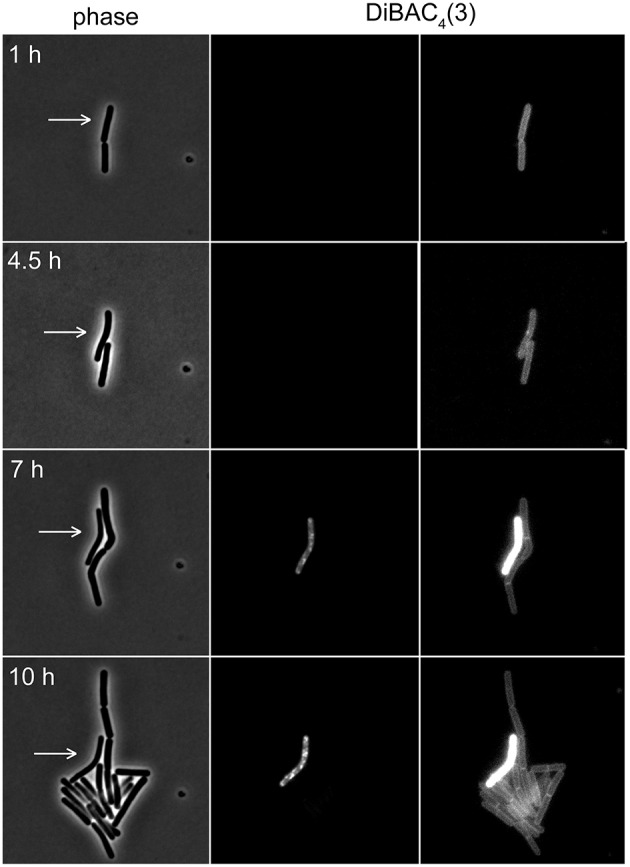 Figure 7