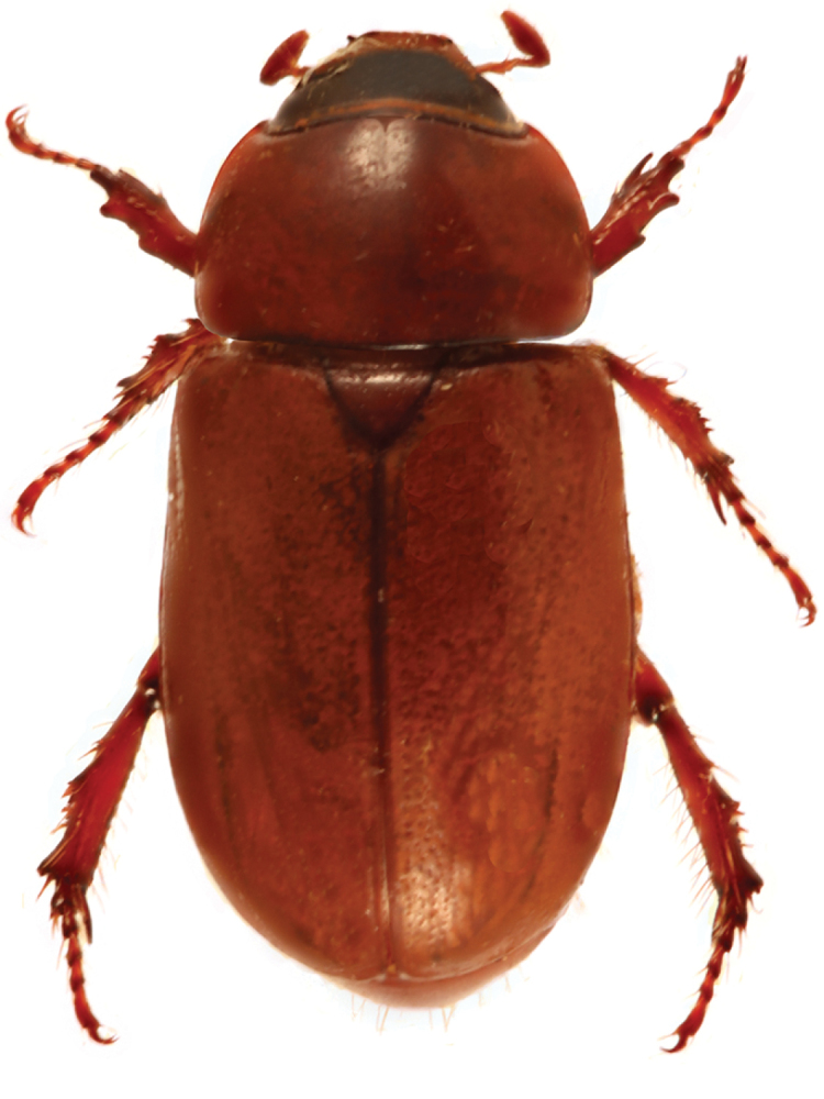 Figure 33.