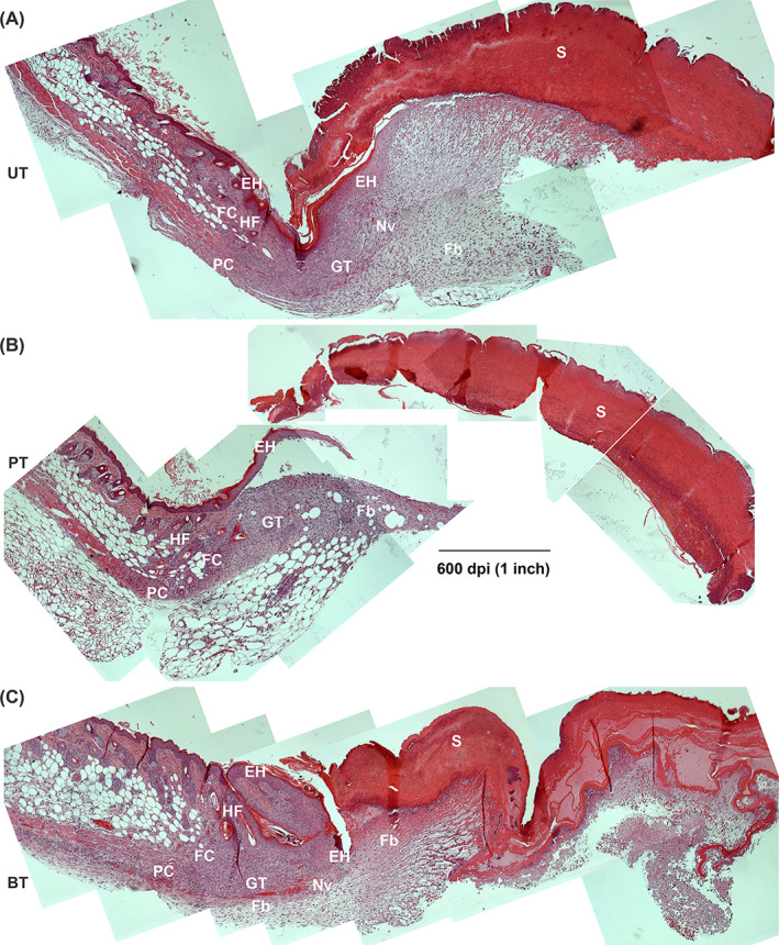 FIGURE 9