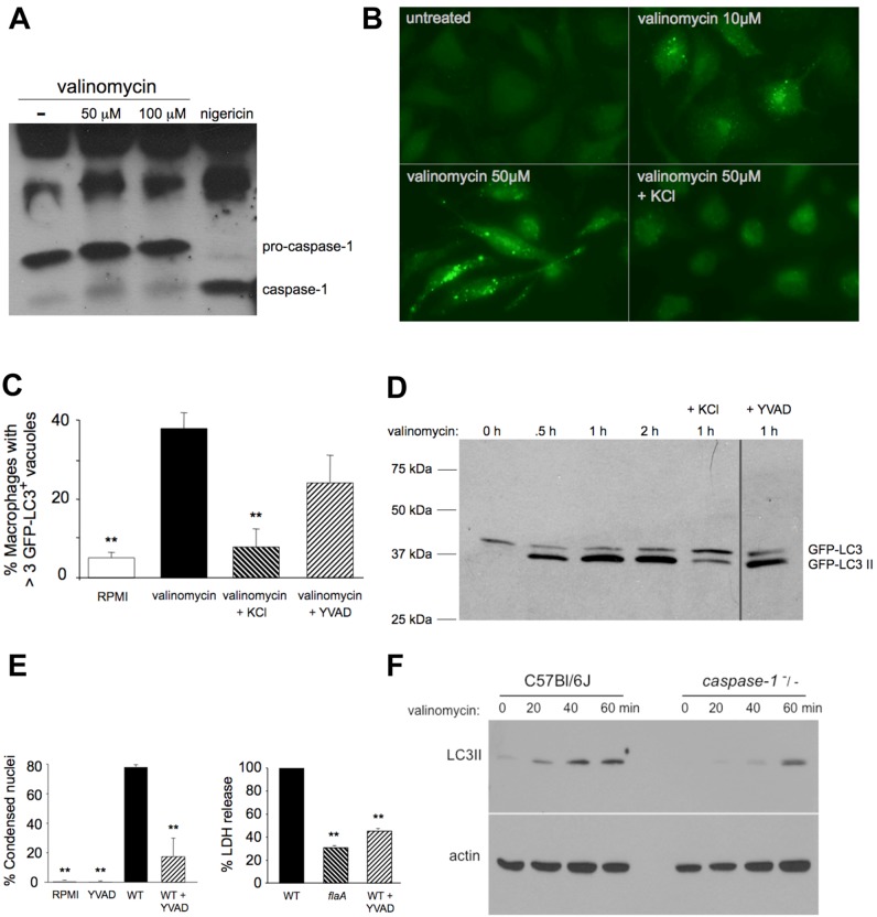 FIG 4 