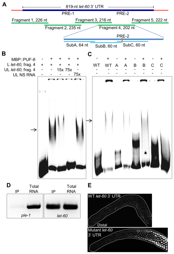 Fig. 8.