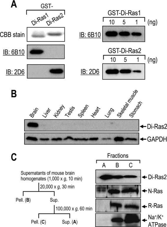 FIGURE 1.