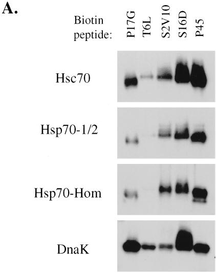 Fig 1.