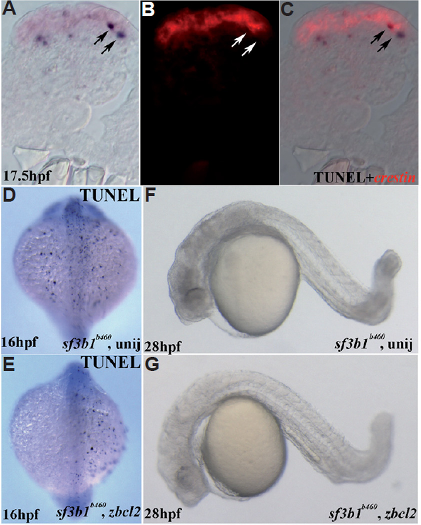 Fig. 11