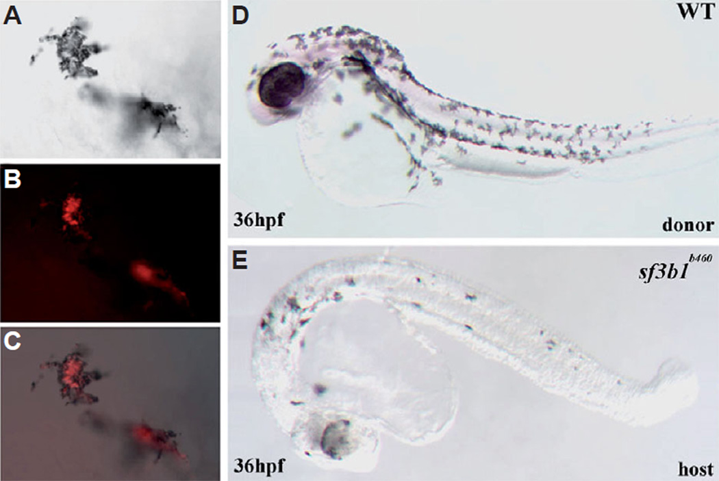 Fig. 10