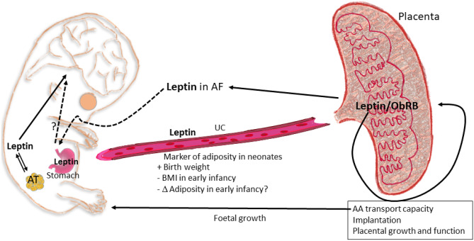 Fig. 3