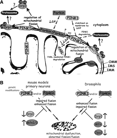 FIG. 2.