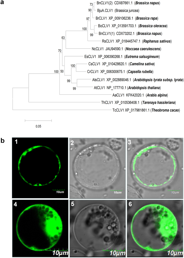 Figure 6