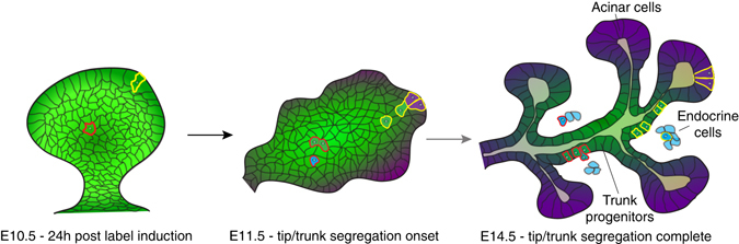 Fig. 8