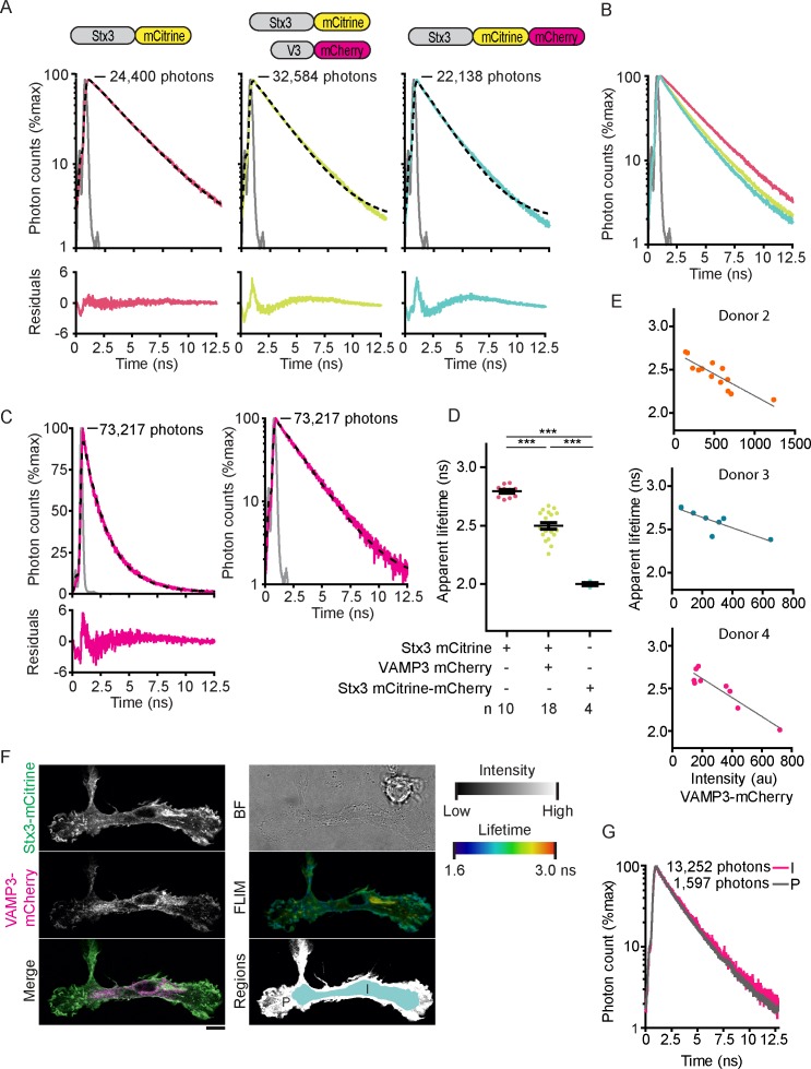 Figure 2—figure supplement 1.